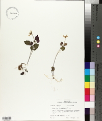 Cardamine clematitis image