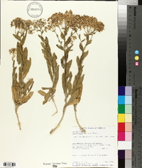 Lepidium draba image