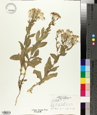 Lepidium draba image