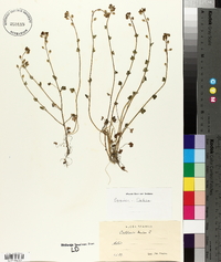 Cochlearia danica image