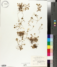 Cochlearia danica image