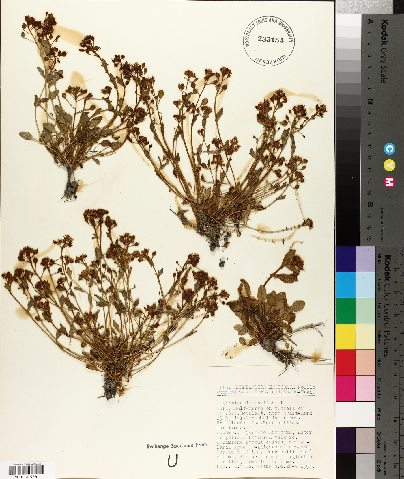 Cochlearia anglica image