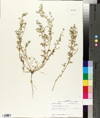 Lepidium didymum image