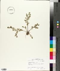 Lepidium didymum image