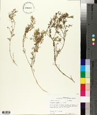 Lepidium didymum image