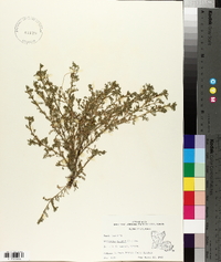 Lepidium didymum image