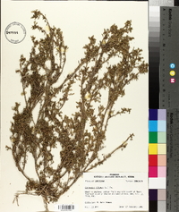 Lepidium didymum image