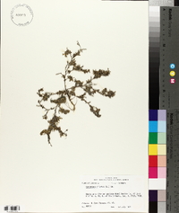 Lepidium didymum image