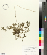 Lepidium didymum image