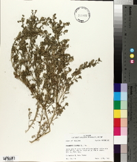 Lepidium didymum image