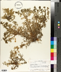 Lepidium didymum image