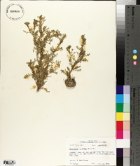 Lepidium didymum image