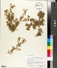 Lepidium didymum image