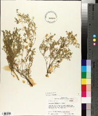 Lepidium didymum image