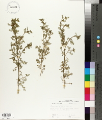 Lepidium didymum image