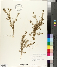 Lepidium didymum image