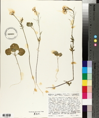 Cardamine californica image