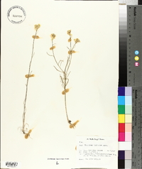 Erysimum diffusum image