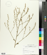 Crambe abyssinica image