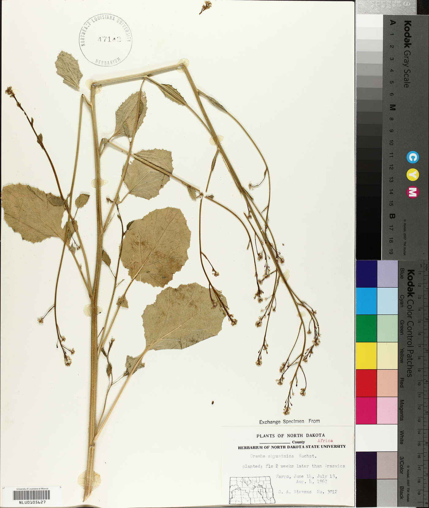 Crambe abyssinica image