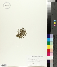 Lepidium didymum image