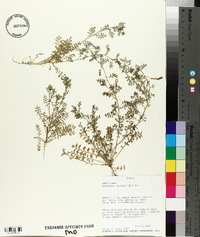 Lepidium didymum image