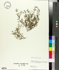 Lepidium didymum image