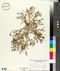 Lepidium didymum image