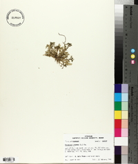 Lepidium didymum image