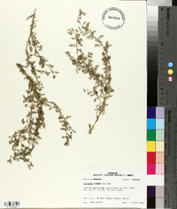 Lepidium didymum image