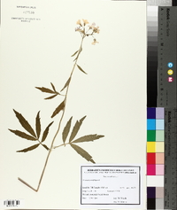 Cardamine bulbifera image