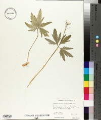 Cardamine multifida image