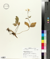 Cardamine angustata image