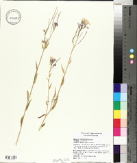 Hesperis matronalis image