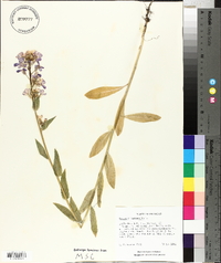 Hesperis matronalis image