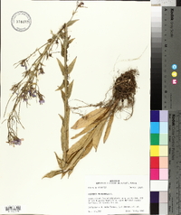 Hesperis matronalis image