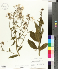 Hesperis matronalis image