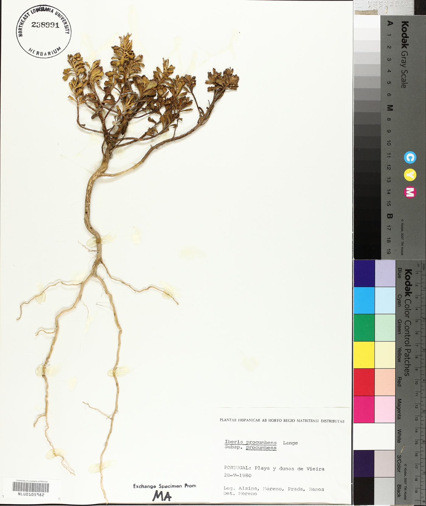 Iberis procumbens image