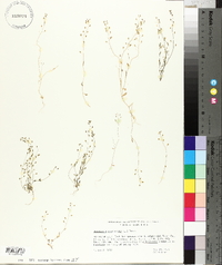 Hornungia procumbens image