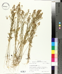 Lepidium densiflorum image