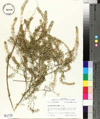 Lepidium densiflorum image