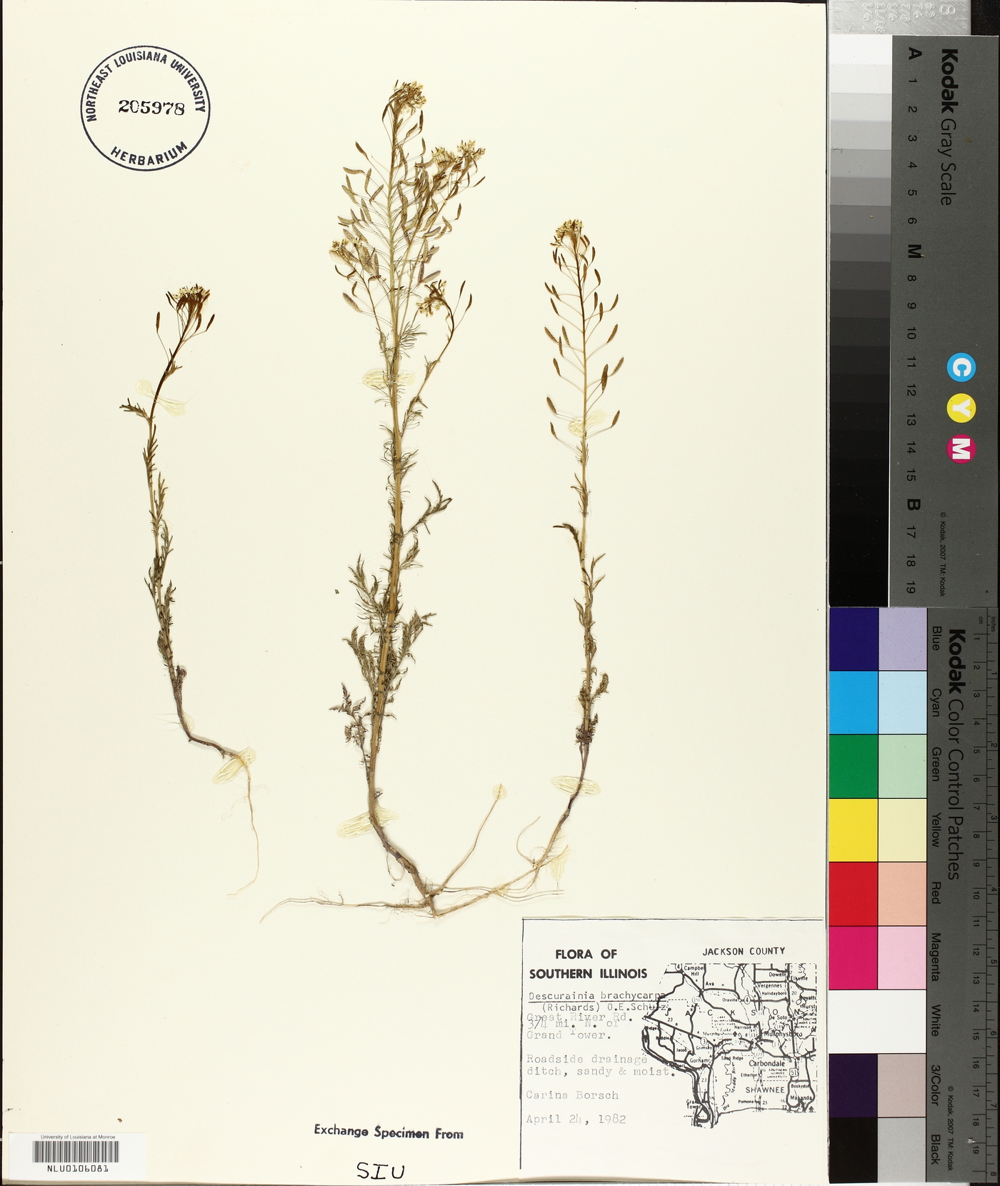 Descurainia brachycarpa image