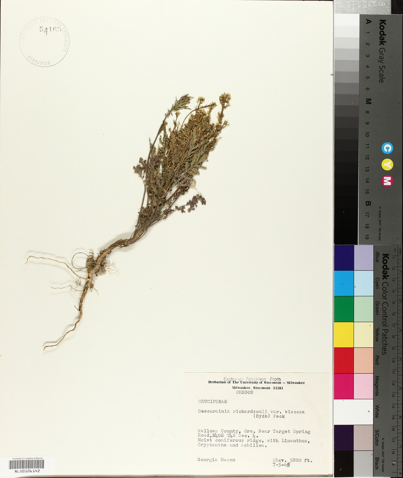 Descurainia incana subsp. viscosa image