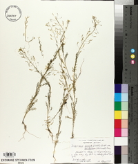 Descurainia pinnata var. brachycarpa image