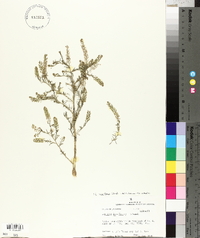 Lepidium densiflorum image