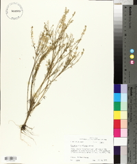 Lepidium densiflorum image