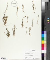 Draba brachycarpa image