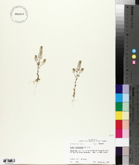 Draba brachycarpa image