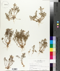 Draba brachycarpa image