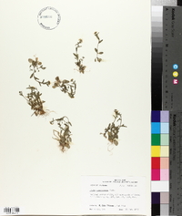 Draba brachycarpa image